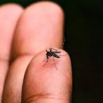 Dengue: pesquisa mostra que maioria da população está preocupada e tomaria vacina