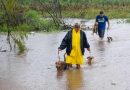 Solidariedade: Grupo Nilton Lins lança campanha para ajudar animais afetados pela enchente no RS