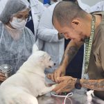 Julho Dourado alerta para importância da vacinação e check-ups veterinários dos pets
