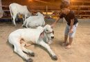 Feira Agro: maior evento do setor primário no AM começa nesta quarta (6) em Manaus